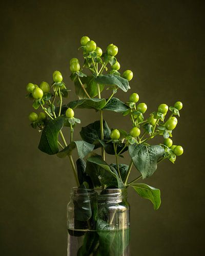 Hypericum takken in glazen pot