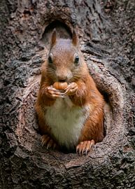 Squirrel with hazelnut in a hollow tree trunk. by Albert Beukhof