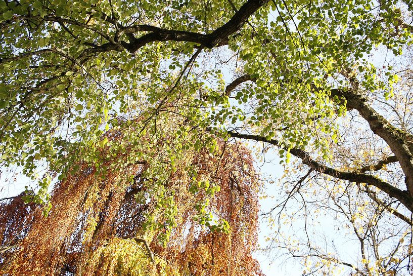 Blick nach Oben im Herbst im Kurpark Bad Neustadt von Martin Flechsig