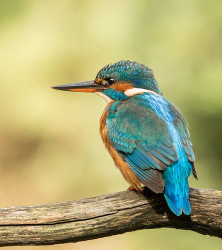 Ijsvogel vissend op tak