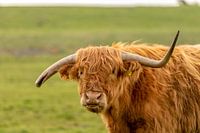 Schotse hooglander