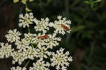 Bugs rouges