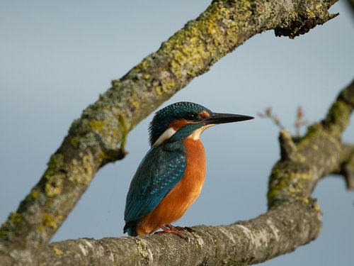 Martin-pêcheur à l'affût sur Foekje Hoekstra