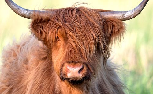 Portrait of a Highland Cow (Bos Taurus) Adult looking at camera, Oder, Stepnica, Poland