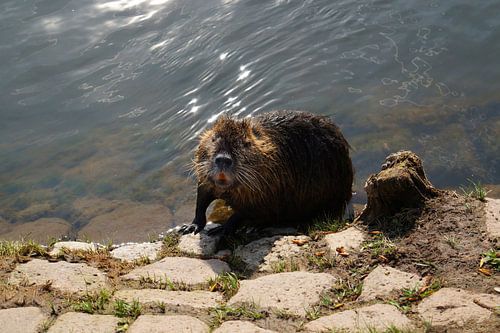 de foto toont wilde levende nutria