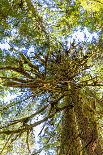 Tree at Deception Creek
