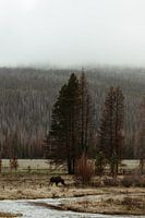 Elch im Rocky Mountains National Park