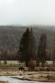 Eland rocky mountains nationaal park van Get Framed Photography