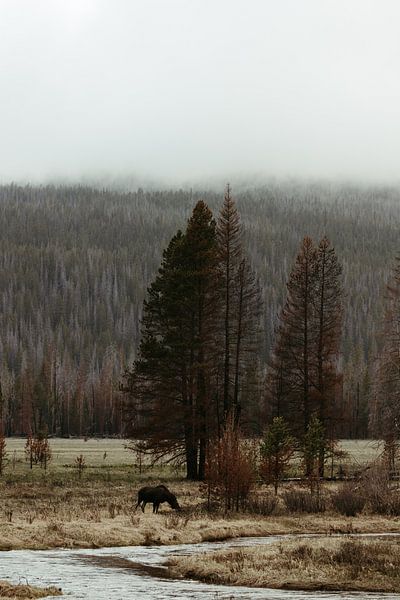 Elch im Rocky Mountains National Park von Get Framed Photography