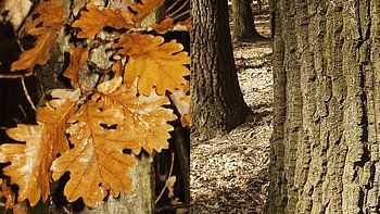 "“Oak Forest in Autumn”