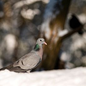 Pigeon à la recherche de nourriture dans le paysage hivernal sur Natuurels