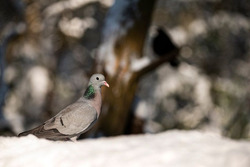 Duif op zoek naar voedsel in het winterlandschap van Natuurels