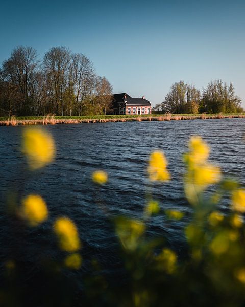 Farm Eemskanaal South side, rapeseed by Harmen van der Vaart