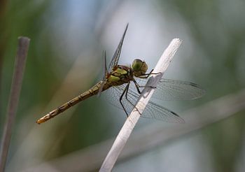 Gemeine Heidelibelle