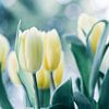 Tulpen im Licht von Martina Weidner