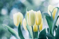 Tulips in the light