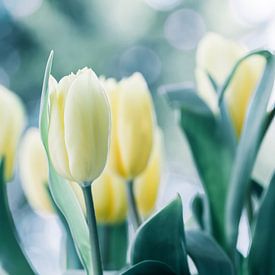 Tulips in the light by Martina Weidner