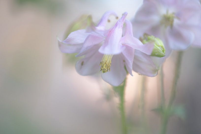 bloemen part 301 van Tania Perneel