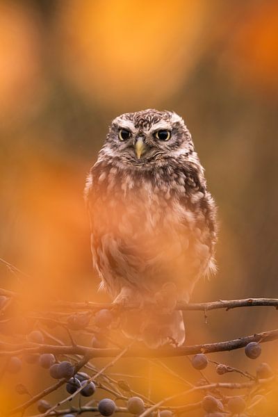 The Little Owl by Willemijn Wolthaus