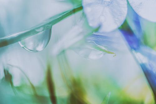 Groene Druppel op Blaadjes | Natuurfotografie