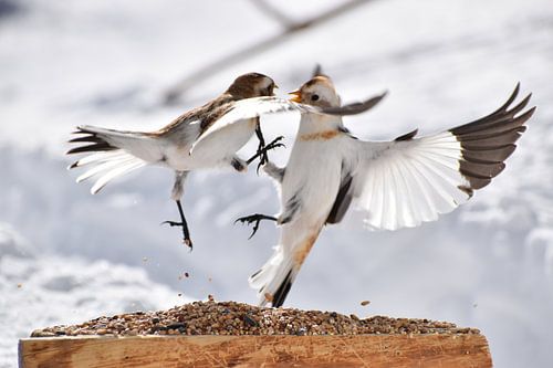 Van sneeuwmussen tot feeders