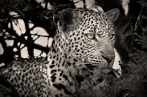 Portrait de léopard en noir et blanc