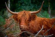 Schotse Hooglander ligt te herkauwen in de natuur van Jenco van Zalk thumbnail