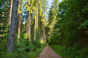 Waldweg im Schwarzwald