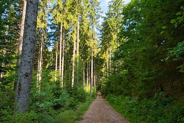 Forest path in the Black Forest by Tanja Voigt