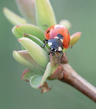 Ladybug by Rianne van Diemen