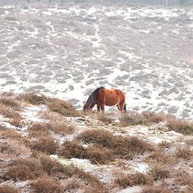 Paard in een winters landschap van Jurjen Jan Snikkenburg