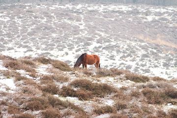 Pferd in einer Winterlandschaft von Jurjen Jan Snikkenburg