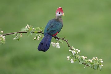 Roodkuiftoerako (Tauraco erythrolophus) van Ronald Pol