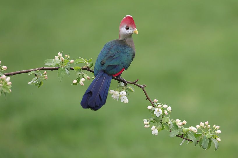 Red-crested Turaco (Tauraco erythrolophus) by Ronald Pol