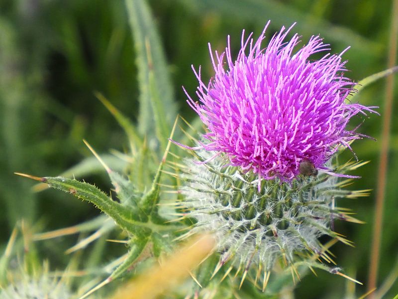 Flowering thistle by Annie Lausberg-Pater