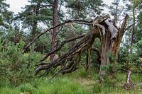 Un arbre cassé dans une forêt.