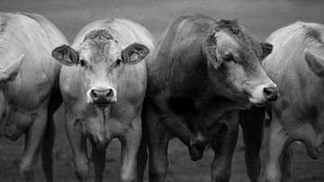 Koeien zwart wit fotografie van Joëlle Pekaar