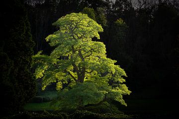 The glowing tree by Robert Ruidl