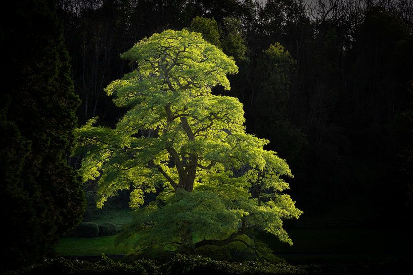 L'arbre lumineux par Robert Ruidl