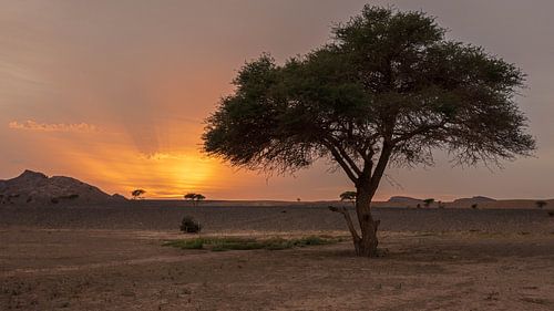 Sonnenuntergang in der Wüste von Hans Vellekoop