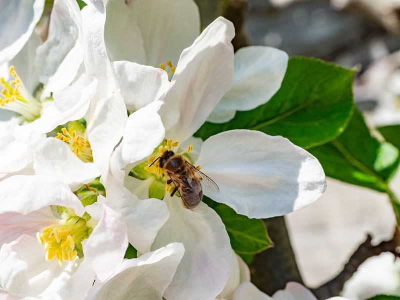 Apple blossom by Stijn Cleynhens