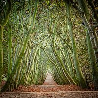 Passage im Wald
