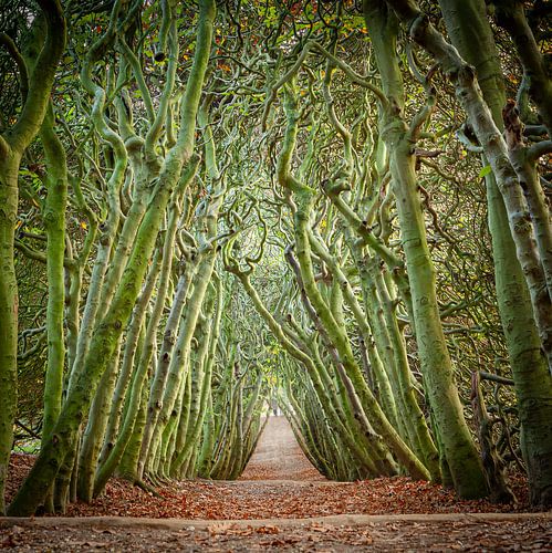 Kronkel bomen in bos