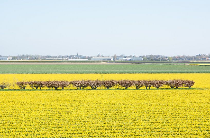 champ de fleurs nacis par Henriette Tischler van Sleen