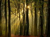 Solar harps in the Speulderbos by Louis Kreuk thumbnail