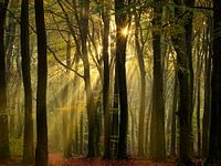 Solar harps in the Speulderbos