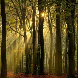 Les harpes du soleil dans le Speulderbos sur Louis Kreuk