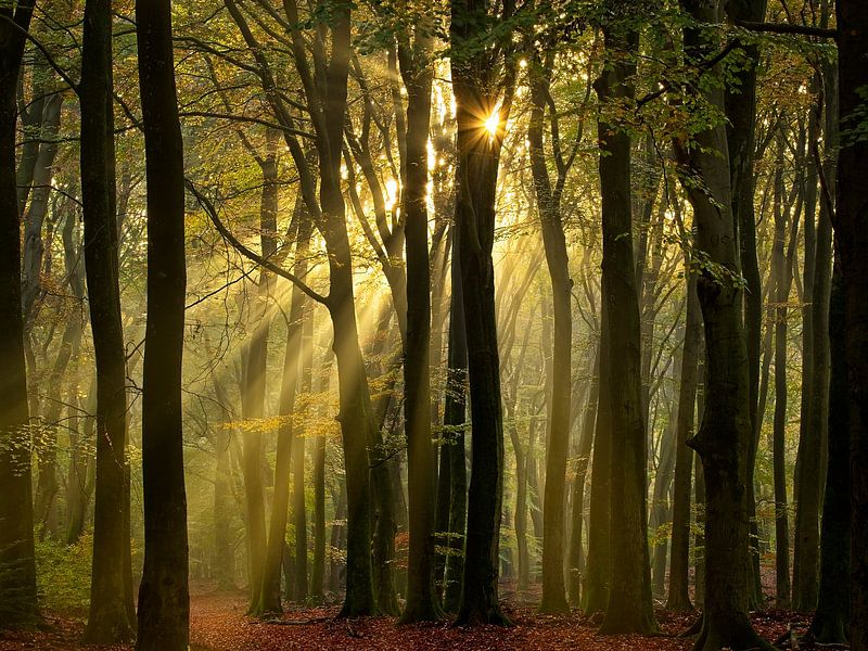 Solar harps in the Speulderbos by Louis Kreuk