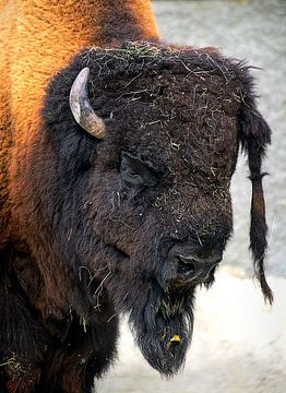 Bison