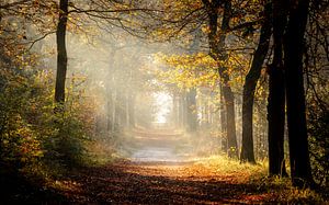 Der Manin-Wald